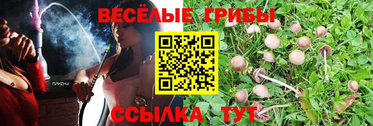 Псилоцибиновые грибы Psilocybine cubensis Азов